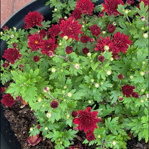 ❤️BOOKMARK🌟POSH AMBASSADOR🌟     Maria L - Picture 2 of 16